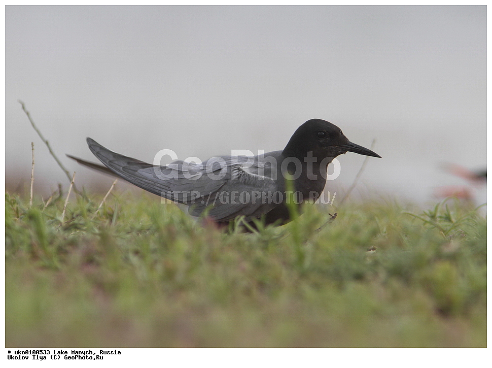 ����� �����,�����������, �������������� ����, ���������� ��������, ��������, ������, ��������, ��������, �����, �����, ��������, �����������, ������� �����, ������� �����, XYZ, ���������, Sternidae, ׸���� �������� ������, ������ �������� ������, Chlidonias niger, ׸���� ������, ������ ������