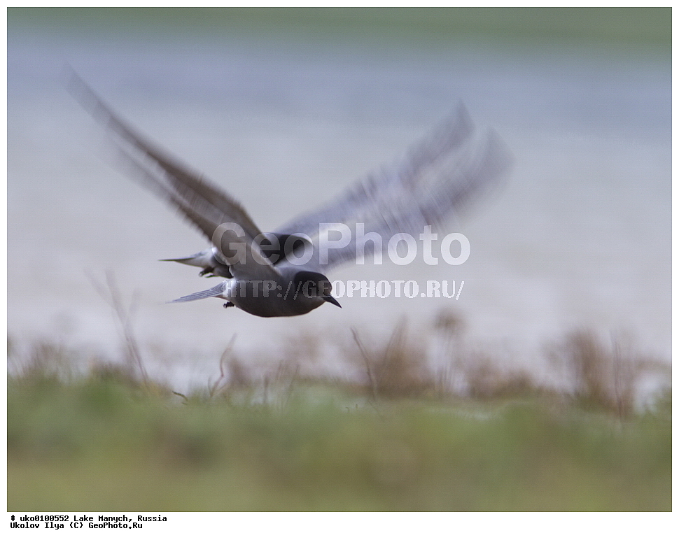 ����� �����,�����������, �������������� ����, ���������� ��������, ��������, ������, ��������, ��������, �����, �����, ��������, �����������, ������� �����, ������� �����, XYZ, ���������, Sternidae, ׸���� �������� ������, ������ �������� ������, Chlidonias niger, ׸���� ������, ������ ������