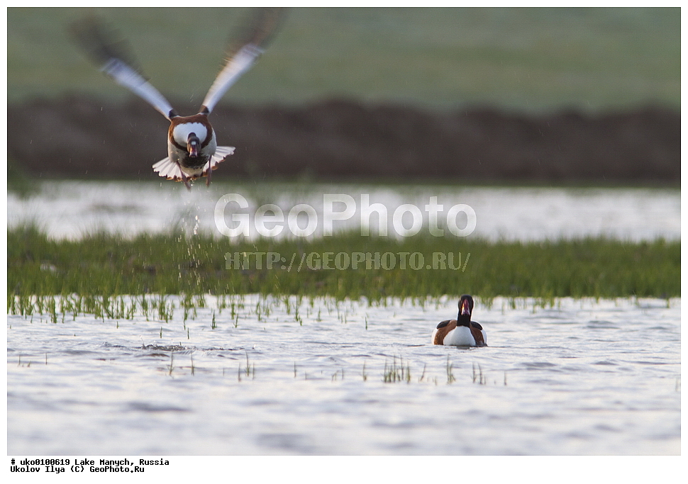 ����� �����,�����������, �������������� ����, ���������� ��������, ��������, ������, ��������, ��������, �����, �����, ��������, �����������, �����������������, ������������� �����, ������������� �����, XYZ, ������, Anatidae, �������, ������, Tadorna tadorna