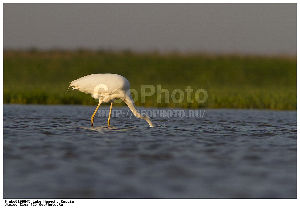 ����� �����,�����������, �������������� ����, ���������� ��������, ��������, ������, ��������, ��������, �����, �����, ��������, �����������, XYZ, ��������, Ardeidae, ������� ����� �����, Egretta alba, Ardea alba, Casmerodius albus