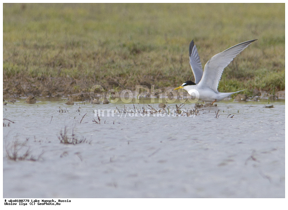 ����� �����,�����������, �������������� ����, ���������� ��������, ��������, ������, ��������, ��������, �����, �����, ��������, �����������, ������� �����, ������� �����, XYZ, ���������, Sternidae, ����� ������, Sterna albifrons, Sternula albifrons