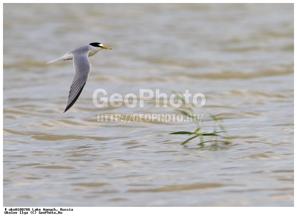 ����� �����,�����������, �������������� ����, ���������� ��������, ��������, ������, ��������, ��������, �����, �����, ��������, �����������, ������� �����, ������� �����, XYZ, ���������, Sternidae, ����� ������, Sterna albifrons, Sternula albifrons