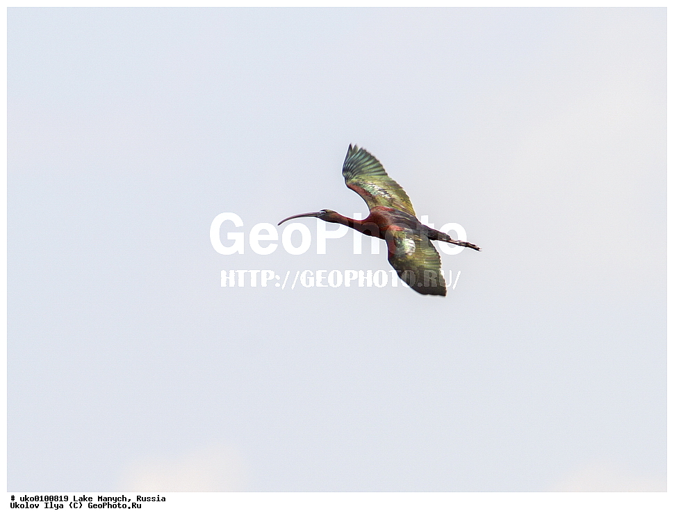 ����� �����,�����������, �������������� ����, ���������� ��������, ��������, ������, ��������, ��������, �����, �����, ��������, �����������, XYZ, ��������, Threskiornithidae, ���������, Plegadis falcinellus