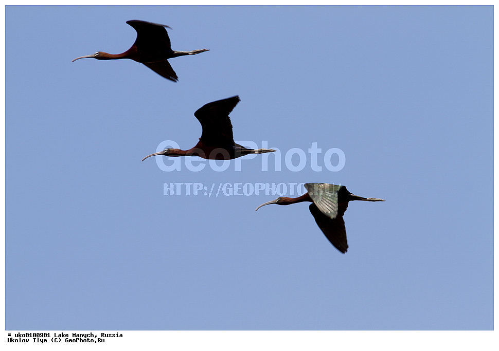 ����� �����,�����������, �������������� ����, ���������� ��������, ��������, ������, ��������, ��������, �����, �����, ��������, �����������, XYZ, ��������, Threskiornithidae, ���������, Plegadis falcinellus