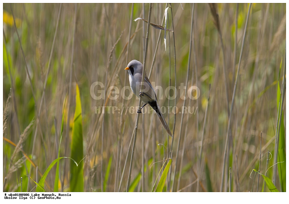 ����� �����,�����������, �������������� ����, ���������� ��������, ��������, ������, ��������, ��������, �����, �����, ��������, �����������, XYZ, ������������ ������, ���������, Paradoxornithidae, ������ ������, Panurus biarmicus