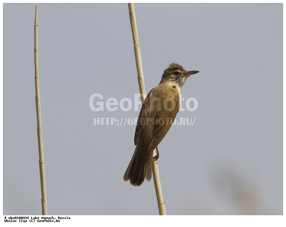 ����� �����,�����������, �������������� ����, ���������� ��������, ��������, ������, ��������, ��������, �����, �����, ��������, �����������, XYZ, ���������, Sylviidae, ������������ ���������, ������������ ���������, ������������ ���������, Acrocephalus arundinaceus