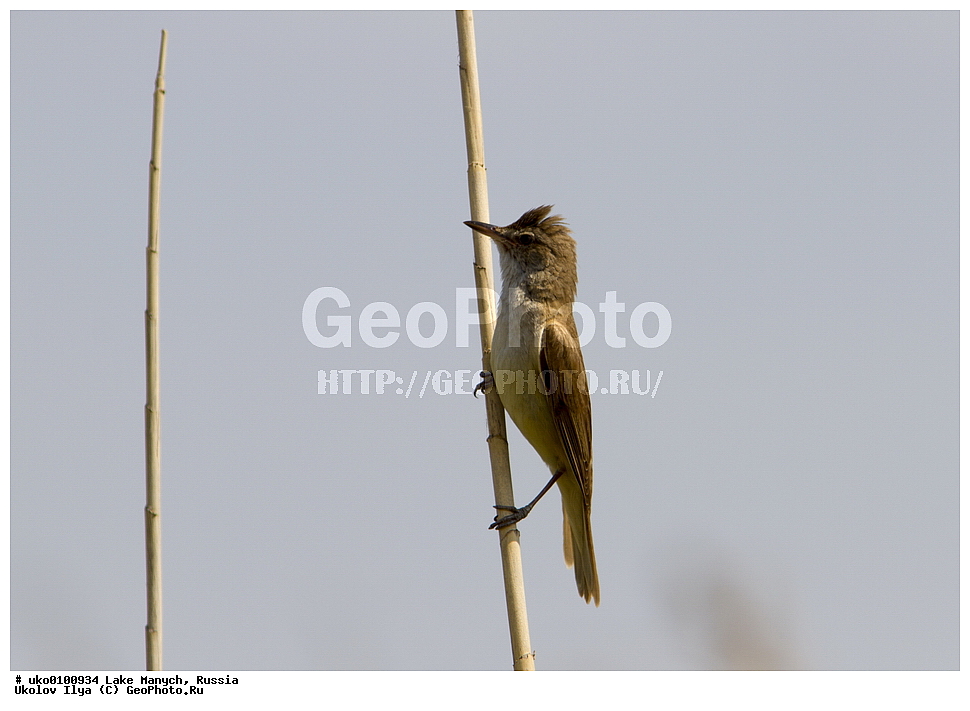 ����� �����,�����������, �������������� ����, ���������� ��������, ��������, ������, ��������, ��������, �����, �����, ��������, �����������, XYZ, ���������, Sylviidae, ������������ ���������, ������������ ���������, ������������ ���������, Acrocephalus arundinaceus