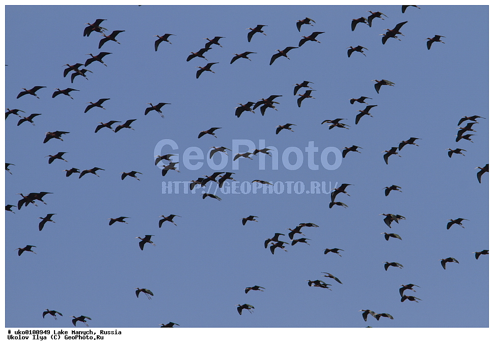 ����� �����,�����������, �������������� ����, ���������� ��������, ��������, ������, ��������, ��������, �����, �����, ��������, �����������, XYZ, ��������, Threskiornithidae, ���������, Plegadis falcinellus