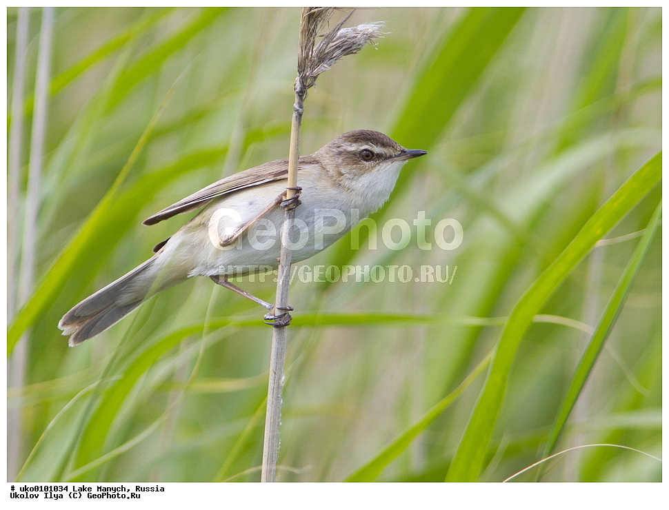 ����� �����,�����������, �������������� ����, ���������� ��������, ��������, ������, ��������, ��������, �����, �����, ��������, �����������, XYZ, ���������, Sylviidae, ��������� ���������, Acrocephalus agricola