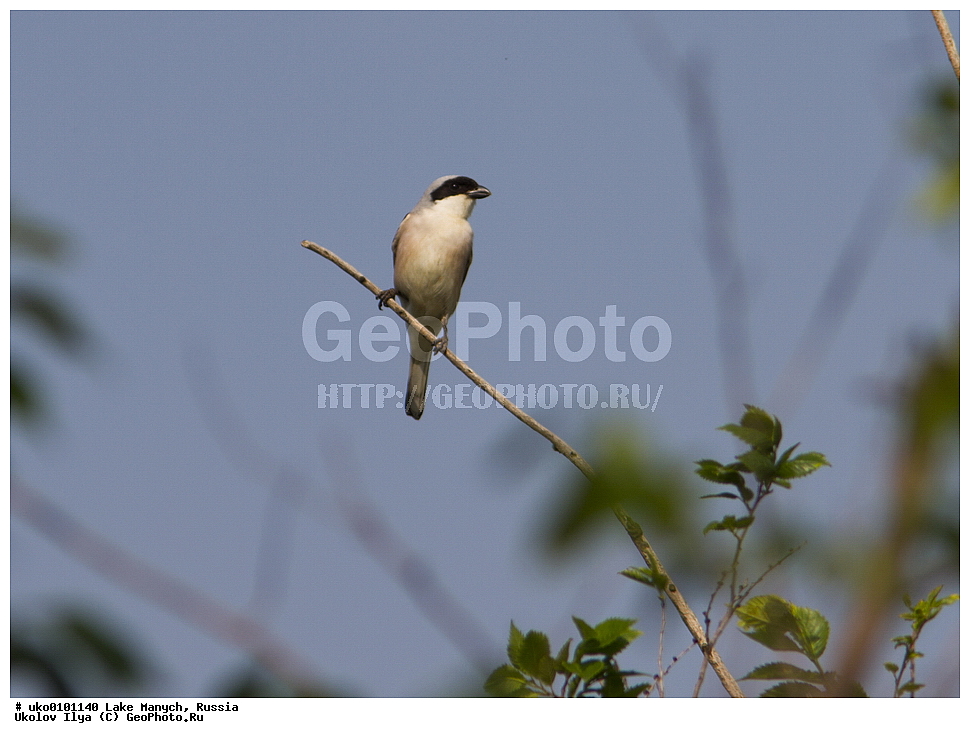 ����� �����,�����������, �������������� ����, ���������� ��������, ��������, ������, ��������, ��������, �����, �����, ��������, �����������, XYZ, �������������, Laniidae, ���������� ���������, ������� ���������, Lanius minor