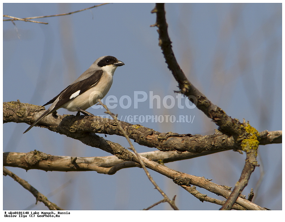 ����� �����,�����������, �������������� ����, ���������� ��������, ��������, ������, ��������, ��������, �����, �����, ��������, �����������, XYZ, �������������, Laniidae, ���������� ���������, ������� ���������, Lanius minor