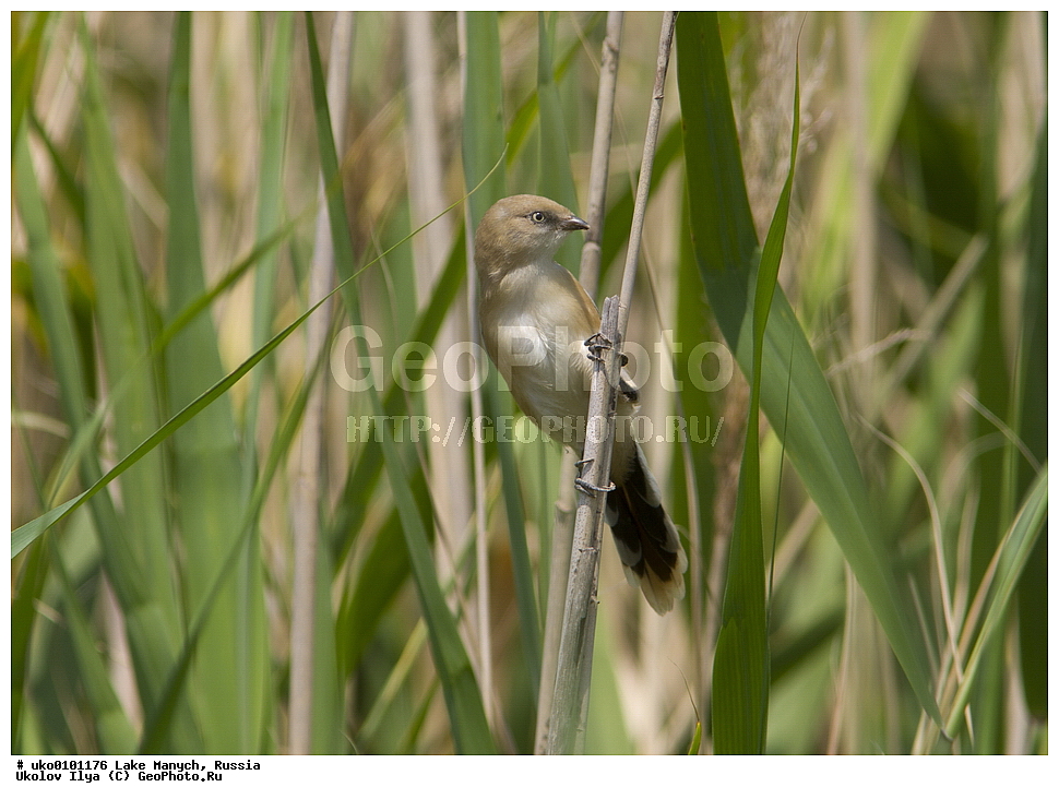 ����� �����,�����������, �������������� ����, ���������� ��������, ��������, ������, ��������, ��������, �����, �����, ��������, �����������, XYZ, ������������ ������, ���������, Paradoxornithidae, ������ ������, Panurus biarmicus