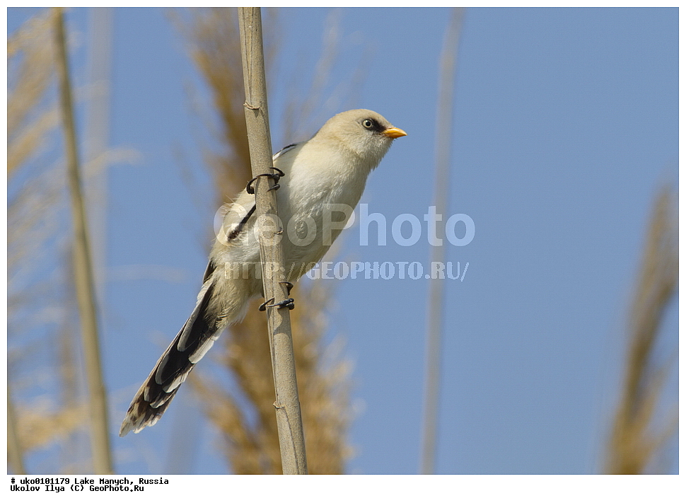 ����� �����,�����������, �������������� ����, ���������� ��������, ��������, ������, ��������, ��������, �����, �����, ��������, �����������, XYZ, ������������ ������, ���������, Paradoxornithidae, ������ ������, Panurus biarmicus