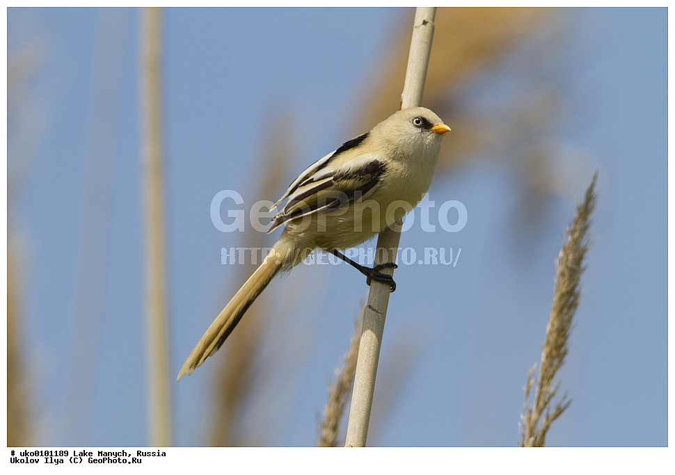 ����� �����,�����������, �������������� ����, ���������� ��������, ��������, ������, ��������, ��������, �����, �����, ��������, �����������, XYZ, ������������ ������, ���������, Paradoxornithidae, ������ ������, Panurus biarmicus