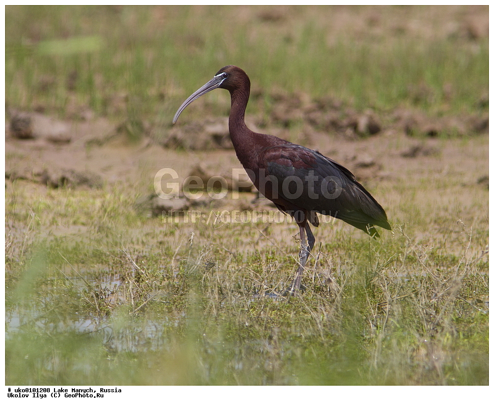 ����� �����,�����������, �������������� ����, ���������� ��������, ��������, ������, ��������, ��������, �����, �����, ��������, �����������, XYZ, ��������, Threskiornithidae, ���������, Plegadis falcinellus