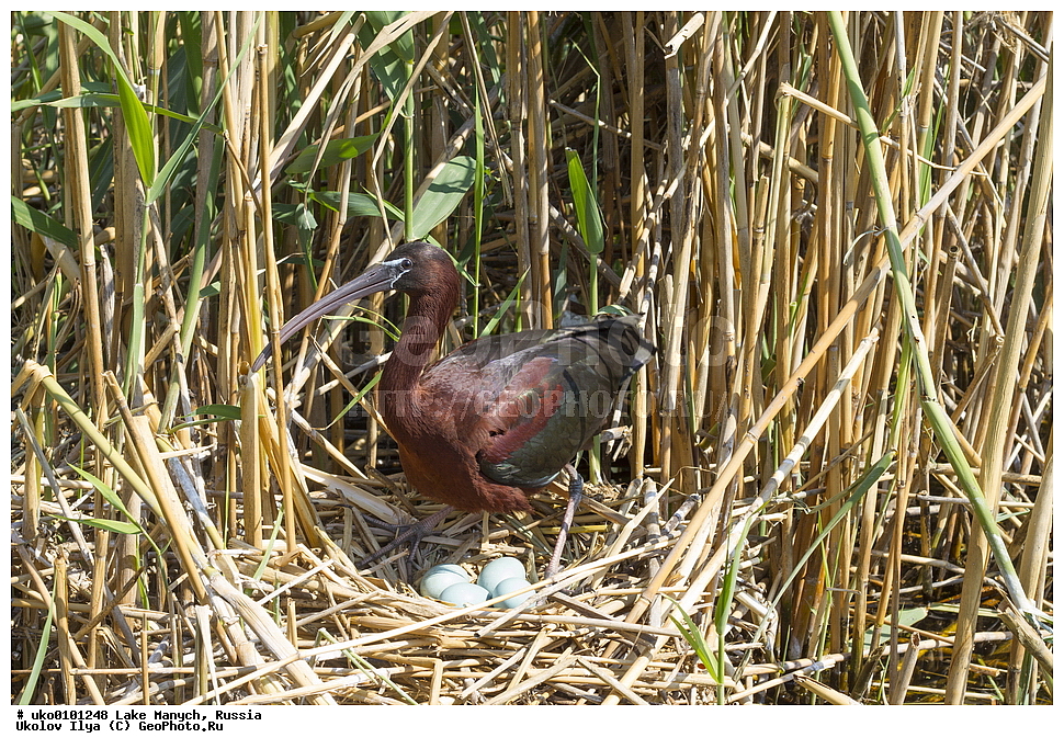 ����� �����,�����������, �������������� ����, ���������� ��������, ��������, ������, ��������, ��������, �����, �����, ��������, �����������, XYZ, ��������, Threskiornithidae, ���������, Plegadis falcinellus