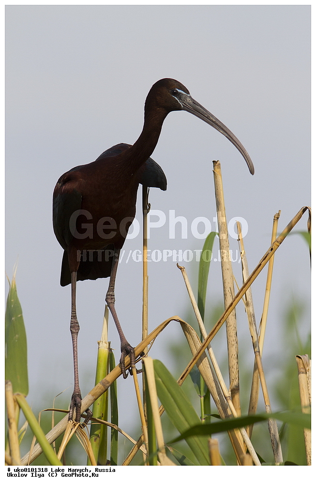 ����� �����,�����������, �������������� ����, ���������� ��������, ��������, ������, ��������, ��������, �����, �����, ��������, �����������, XYZ, ��������, Threskiornithidae, ���������, Plegadis falcinellus