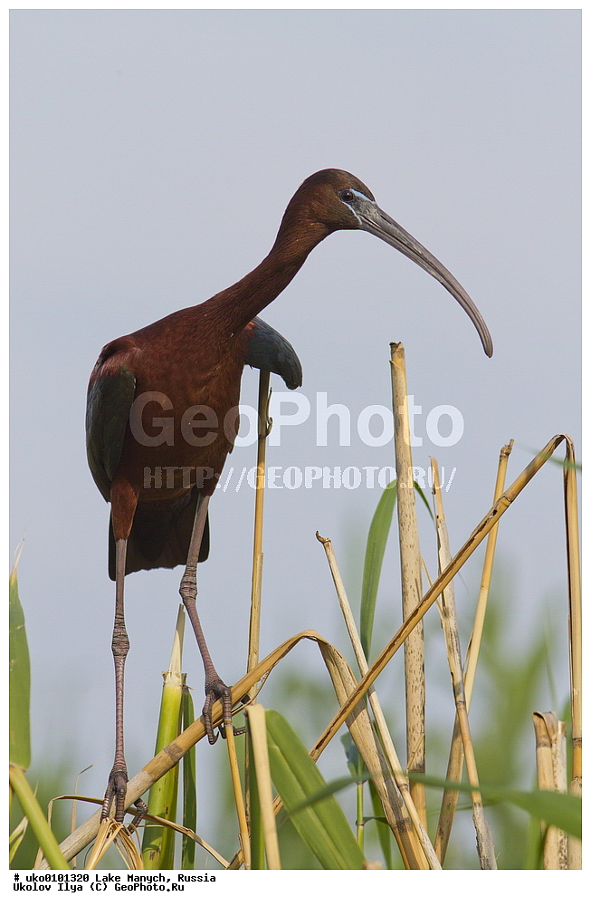 ����� �����,�����������, �������������� ����, ���������� ��������, ��������, ������, ��������, ��������, �����, �����, ��������, �����������, XYZ, ��������, Threskiornithidae, ���������, Plegadis falcinellus