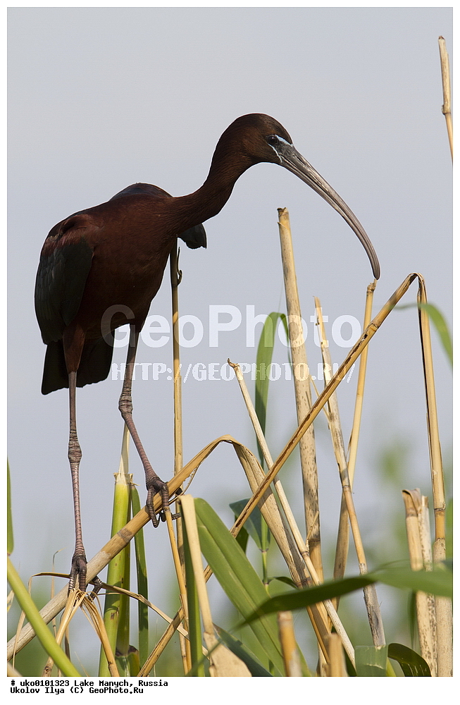 ����� �����,�����������, �������������� ����, ���������� ��������, ��������, ������, ��������, ��������, �����, �����, ��������, �����������, XYZ, ��������, Threskiornithidae, ���������, Plegadis falcinellus