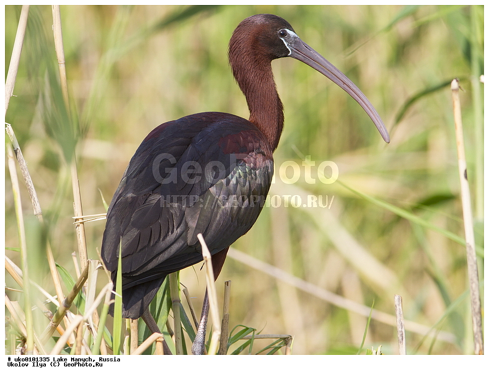 ����� �����,�����������, �������������� ����, ���������� ��������, ��������, ������, ��������, ��������, �����, �����, ��������, �����������, XYZ, ��������, Threskiornithidae, ���������, Plegadis falcinellus