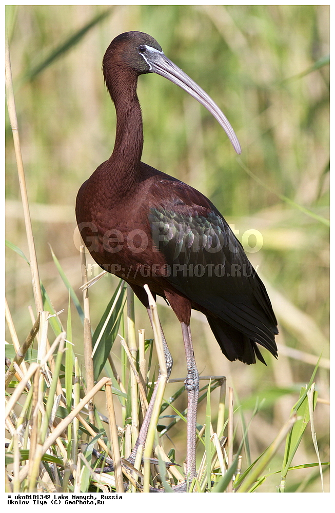 ����� �����,�����������, �������������� ����, ���������� ��������, ��������, ������, ��������, ��������, �����, �����, ��������, �����������, XYZ, ��������, Threskiornithidae, ���������, Plegadis falcinellus