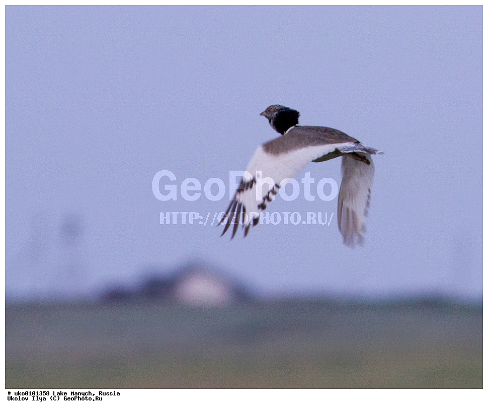 ����� �����,�����������, �������������� ����, ���������� ��������, ��������, ������, ��������, ��������, �����, �����, ��������, �����������, XYZ, ��������, Otididae, �������, Tetrax tetrax