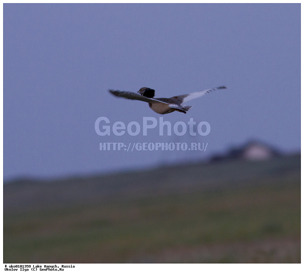 ����� �����,�����������, �������������� ����, ���������� ��������, ��������, ������, ��������, ��������, �����, �����, ��������, �����������, XYZ, ��������, Otididae, �������, Tetrax tetrax