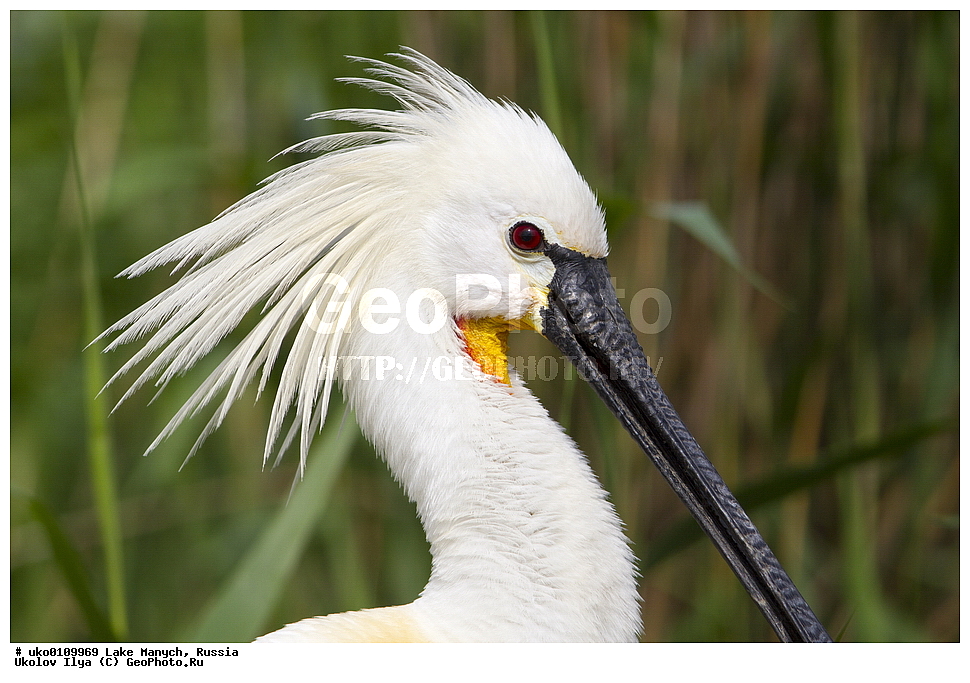 ����� �����,�����������, �������������� ����, ���������� ��������, ��������, ������, ��������, ��������, �����, �����, ��������, �����������, XYZ, ��������, Threskiornithidae, �������, ������������ �������, Platalea leucorodia