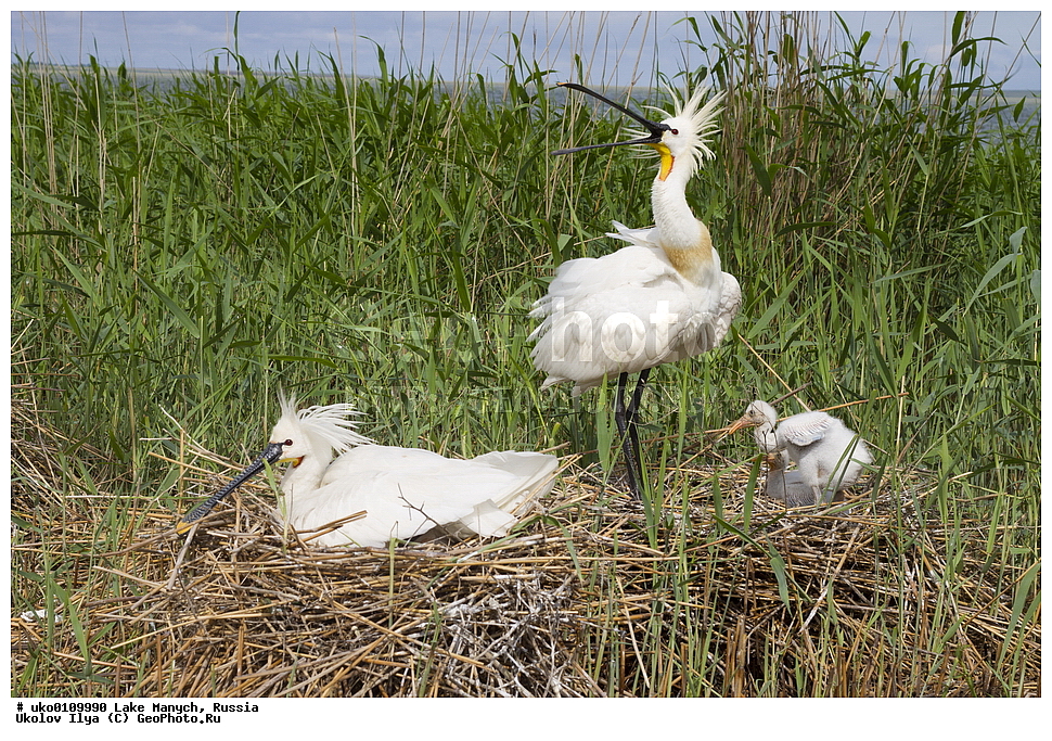 ����� �����,�����������, �������������� ����, ���������� ��������, ��������, ������, ��������, ��������, �����, �����, ��������, �����������, XYZ, ��������, Threskiornithidae, �������, ������������ �������, Platalea leucorodia