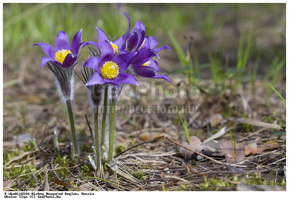 ������������� �������, ������, ������ ��������, �����, ���������� ��������, ������������ ��������, ������������ ��������, ������, �����, XYZ, ���������, Ranunculaceae, �������� ���������, �������� ��������, �������� �������������, �������� �������������, ���-�����, Pulsatilla patens, Pulsatilla kioviensis, Pulsatilla latifolia, Pulsatilla ovczinnikovii