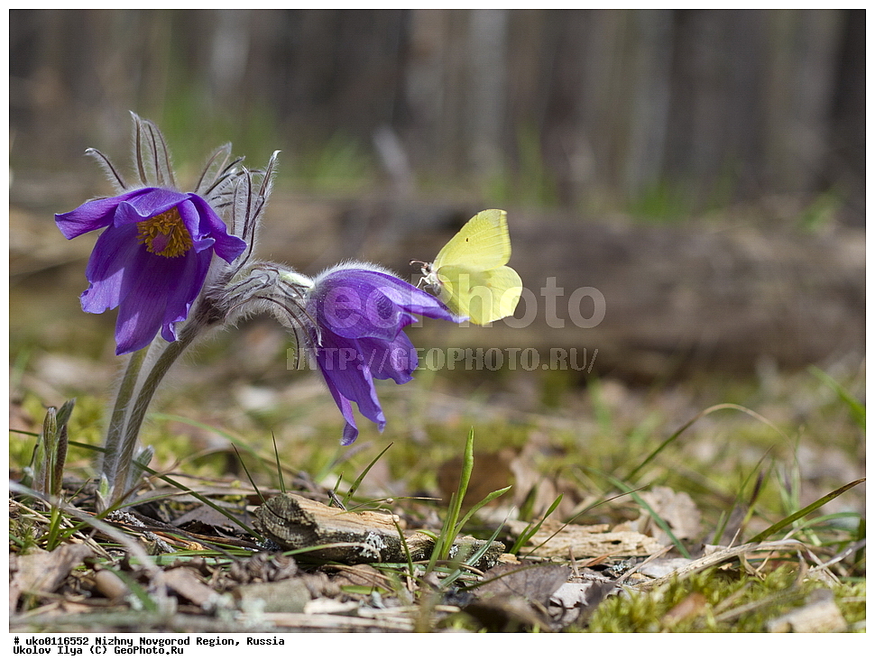 ������������� �������, ������, ������ ��������, �����, ���������� ��������, ������������ ��������, ������������ ��������, ������, �����, XYZ, ���������, Ranunculaceae, �������� ���������, �������� ��������, �������� �������������, �������� �������������, ���-�����, Pulsatilla patens, Pulsatilla kioviensis, Pulsatilla latifolia, Pulsatilla ovczinnikovii