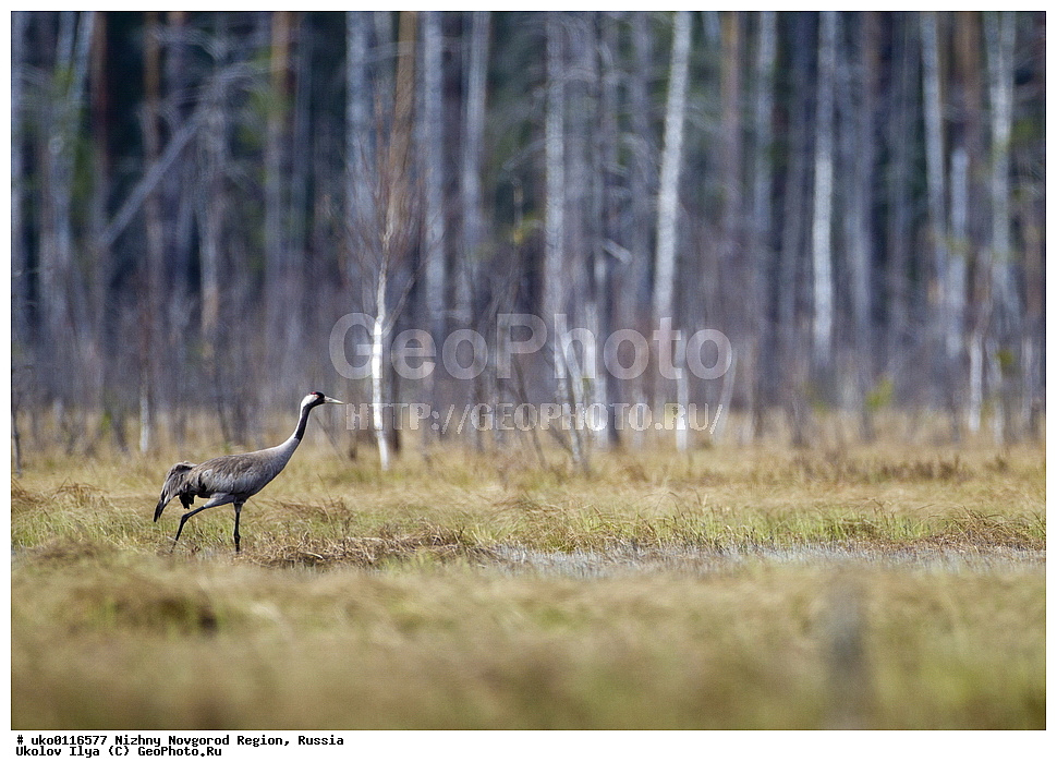 ������������� �������, ������, ��������, ��������, �����, �����, ��������, �����������, XYZ, ����������, Gruidae, ����� �������, Grus grus