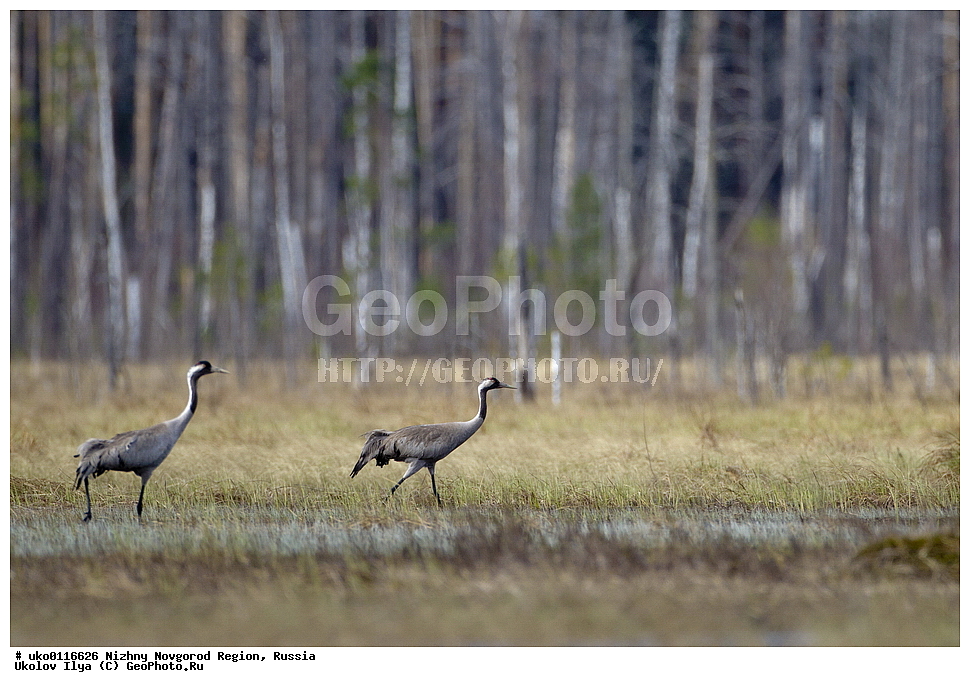 ������������� �������, ������, ��������, ��������, �����, �����, ��������, �����������, XYZ, ����������, Gruidae, ����� �������, Grus grus