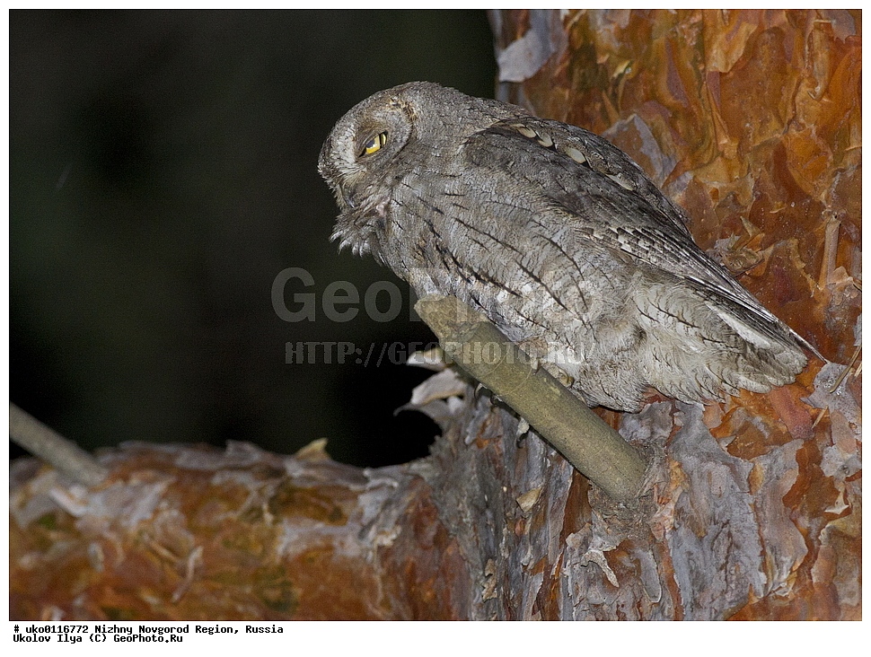 ������������� �������, ������, ��������, ��������, �����, �����, ��������, �����������, ������ �����, ������ �����,XYZ, �������, ��������� ����, Strigidae, �������, ������������ �����, Otus scops