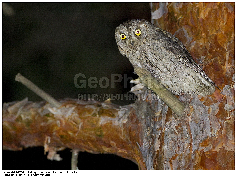 ������������� �������, ������, ��������, ��������, �����, �����, ��������, �����������, ������ �����, ������ �����,XYZ, �������, ��������� ����, Strigidae, �������, ������������ �����, Otus scops