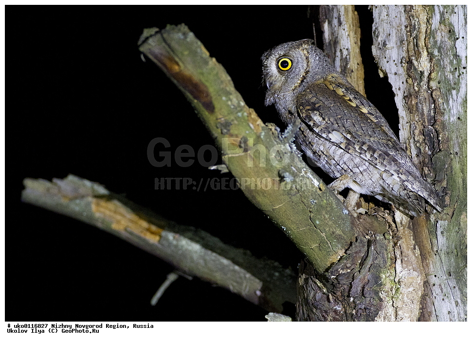 ������������� �������, ������, ��������, ��������, �����, �����, ��������, �����������, ������ �����, ������ �����,XYZ, �������, ��������� ����, Strigidae, �������, ������������ �����, Otus scops