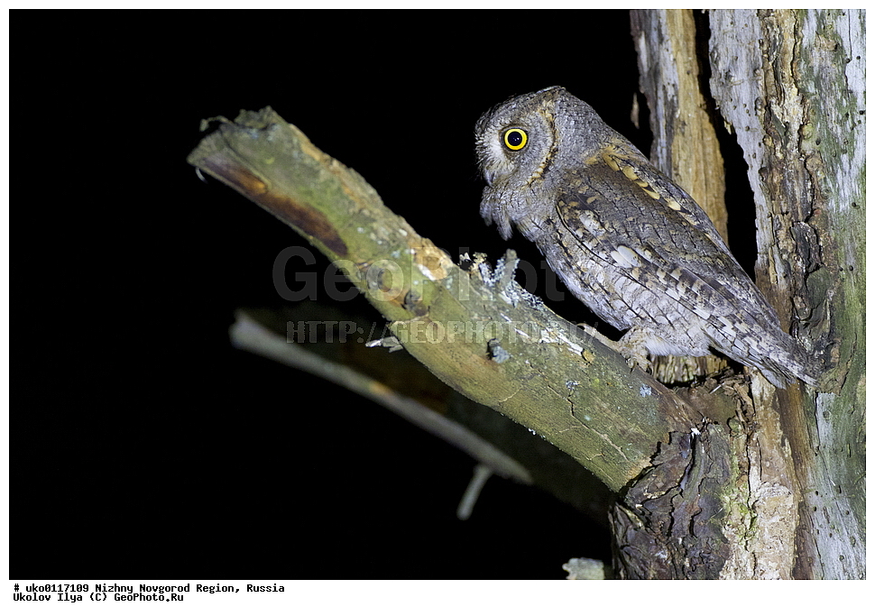 ������������� �������, ������, ��������, ��������, �����, �����, ��������, �����������, ������ �����, ������ �����,XYZ, �������, ��������� ����, Strigidae, �������, ������������ �����, Otus scops