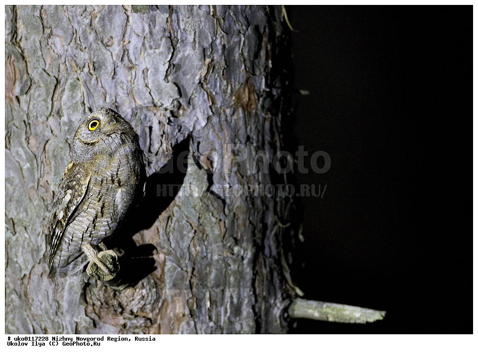 ������������� �������, ������, ��������, ��������, �����, �����, ��������, �����������, ������ �����, ������ �����,XYZ, �������, ��������� ����, Strigidae, �������, ������������ �����, Otus scops