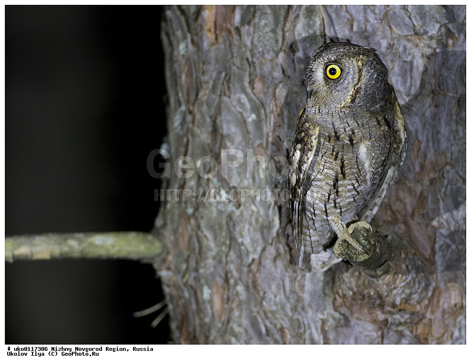������������� �������, ������, ��������, ��������, �����, �����, ��������, �����������, ������ �����, ������ �����,XYZ, �������, ��������� ����, Strigidae, �������, ������������ �����, Otus scops