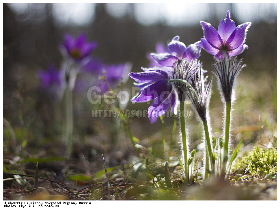 ������������� �������, ������, ������ ��������, �����, ���������� ��������, ������������ ��������, ������������ ��������, ������, �����, XYZ, ���������, Ranunculaceae, �������� ���������, �������� ��������, �������� �������������, �������� �������������, ���-�����, Pulsatilla patens, Pulsatilla kioviensis, Pulsatilla latifolia, Pulsatilla ovczinnikovii