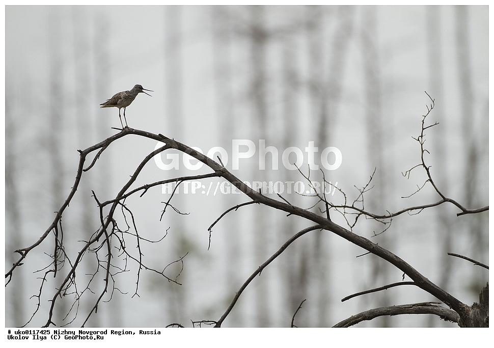 ������������� �������, ������, ��������, ��������, �����, �����, ��������, �����������, �����, ������,XYZ, ���������, Scolopacidae, ������������ ����������, ����������, Jynx torquilla