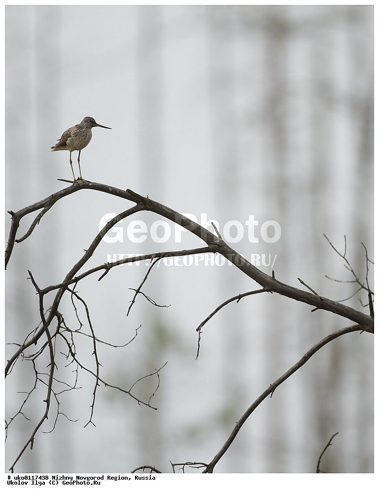 ������������� �������, ������, ��������, ��������, �����, �����, ��������, �����������, �����, ������,XYZ, ���������, Scolopacidae, ������������ ����������, ����������, Jynx torquilla