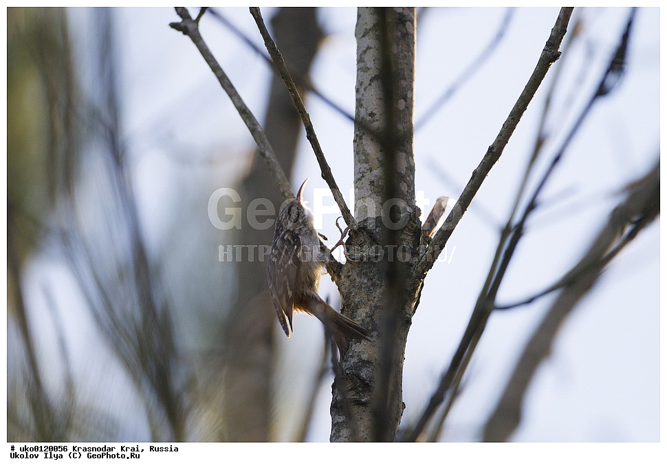 ������������� ����, ������������ ���������, ������, ��������, ��������, �����, �����, ��������, �����������, XYZ, ���������, Certhiidae, ������������ ������, ������� ������, Certhia brachydactyla