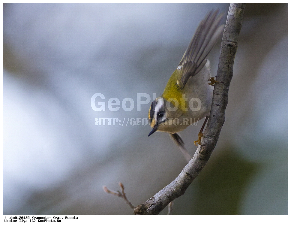 ������������� ����, ������������ ���������, ������, ��������, ��������, �����, �����, ��������, �����������, XYZ, �����������, Regulidae, ������������� ������, ������������� �������, Regulus ignicapilla, Regulus ignicapillus