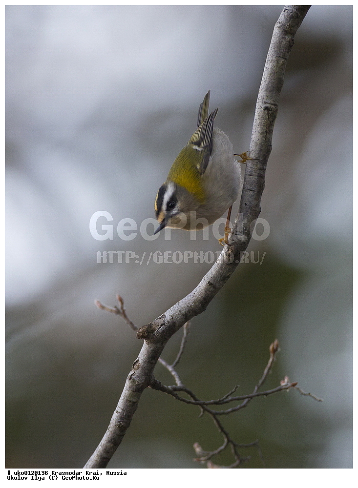 ������������� ����, ������������ ���������, ������, ��������, ��������, �����, �����, ��������, �����������, XYZ, �����������, Regulidae, ������������� ������, ������������� �������, Regulus ignicapilla, Regulus ignicapillus