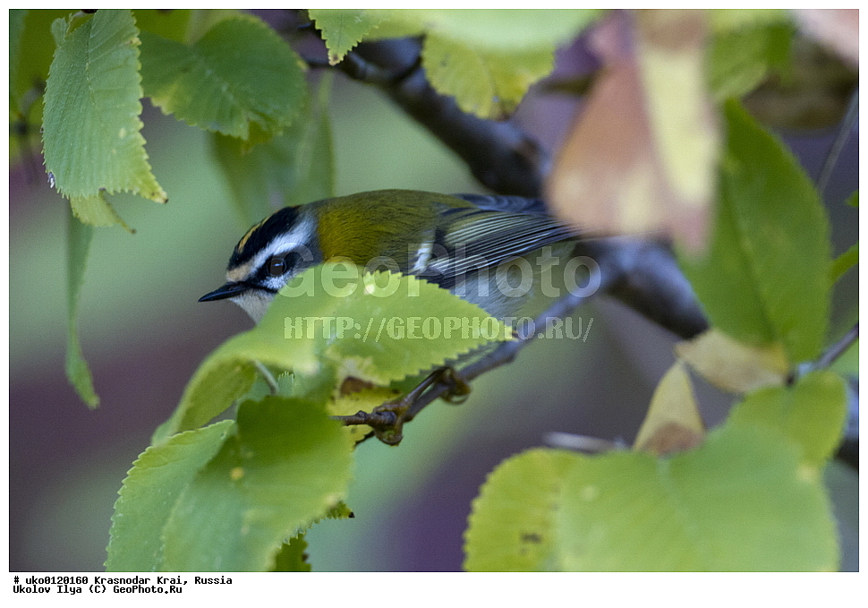 ������������� ����, ������������ ���������, ������, ��������, ��������, �����, �����, ��������, �����������, XYZ, �����������, Regulidae, ������������� ������, ������������� �������, Regulus ignicapilla, Regulus ignicapillus