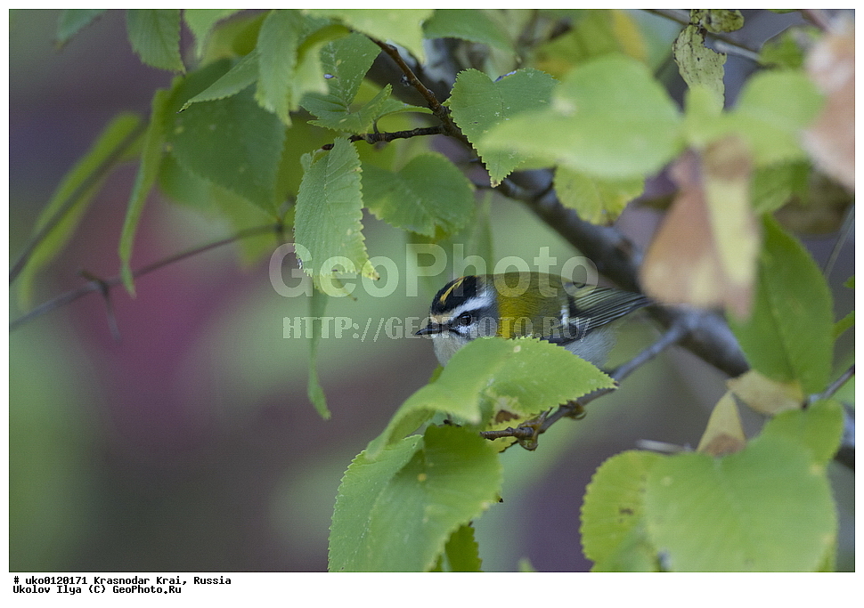 ������������� ����, ������������ ���������, ������, ��������, ��������, �����, �����, ��������, �����������, XYZ, �����������, Regulidae, ������������� ������, ������������� �������, Regulus ignicapilla, Regulus ignicapillus