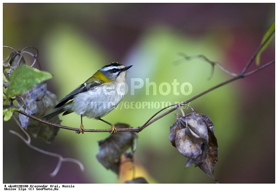 ������������� ����, ������������ ���������, ������, ��������, ��������, �����, �����, ��������, �����������, XYZ, �����������, Regulidae, ������������� ������, ������������� �������, Regulus ignicapilla, Regulus ignicapillus