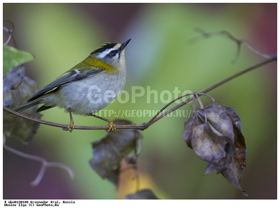 ������������� ����, ������������ ���������, ������, ��������, ��������, �����, �����, ��������, �����������, XYZ, �����������, Regulidae, ������������� ������, ������������� �������, Regulus ignicapilla, Regulus ignicapillus