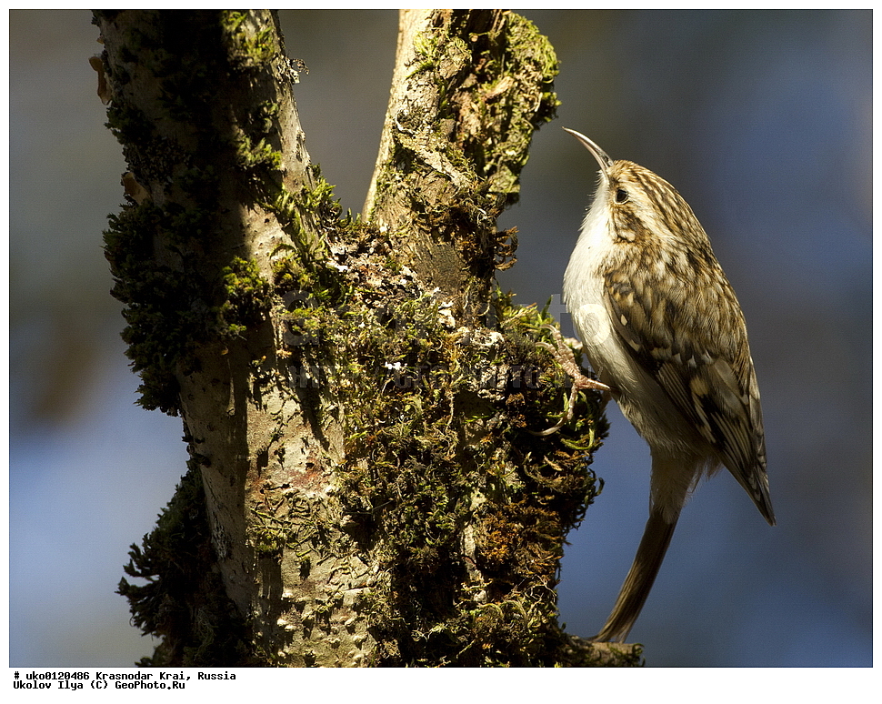 ������������� ����, ������������ ���������, ������, ��������, ��������, �����, �����, ��������, �����������, XYZ, ���������, Certhiidae, ������������ ������, Certhia familiaris